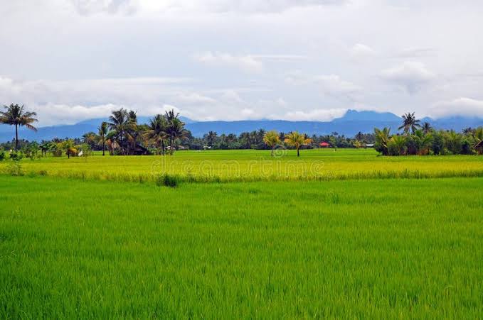 Tupi Irrigated Rice Farm