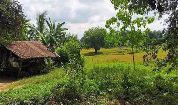 Lake Sebu Fruit Farm